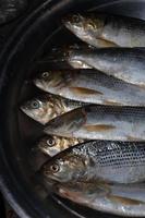 Fischbestand im Laden zu verkaufen foto