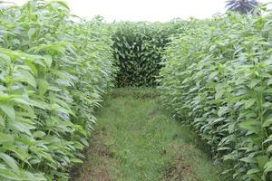 grün gefärbte Jutefarm auf dem Feld foto