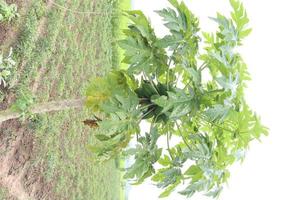 leckere und gesunde grüne rohe Papaya auf Baum