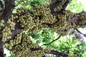 leckere Baccaurea motleyana am Baum foto