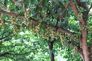 leckere Baccaurea motleyana am Baum foto