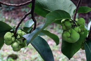 grün gefärbter frischer artocarpus lacucha Vorrat am Baum foto