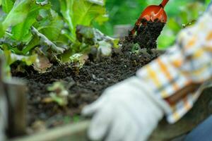 jung asiatisch Frau Farmer Arbeiten im organisch Garten Gemüse. Frau pflücken frisch Grüner Salat im Garten. lockig Grün Blätter von Grün Grüner Salat wachsend im ein Garten. foto