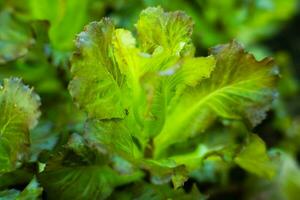 hölzern angehoben Bett mit frisch Grün Grüner Salat steht im das Garten. lockig Grün Blätter von Grün Grüner Salat wachsend im ein Garten. organisch Garten Gemüse. foto