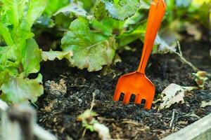 jung asiatisch Frau Farmer Arbeiten im organisch Garten Gemüse. Frau pflücken frisch Grüner Salat im Garten. lockig Grün Blätter von Grün Grüner Salat wachsend im ein Garten. foto