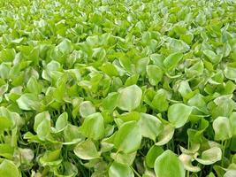 grünes Blatt Nahaufnahme auf der Farm foto