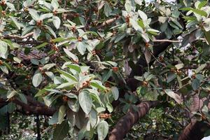 grüner Blattbestand am Banyanbaum