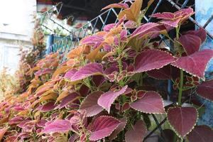 rotes Blatt Nahaufnahme auf der Farm foto