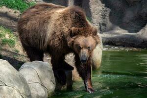 Kamtschatka Bär im Wasser. ursus Arctos beringianus. foto