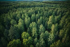 Antenne oben Aussicht von Sommer- Grün Bäume im Wald im ländlich Finnland.. ai generiert foto
