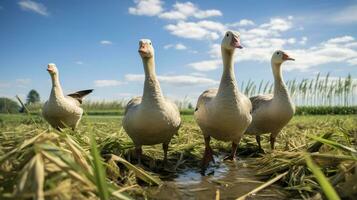 Foto von ein Gänse im das Ackerland. generativ ai