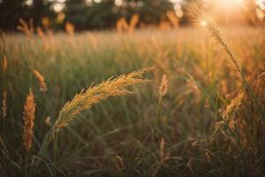 wild Gras im das Wald beim Sonnenuntergang. Makro Bild, flach Tiefe von Feld. abstrakt Sommer- Natur Hintergrund. Jahrgang Filter. ai generiert foto