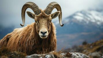 Nahansicht Foto von ein Steinbock suchen irgendein Richtung. generativ ai