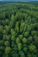 Antenne oben Aussicht von Sommer- Grün Bäume im Wald im ländlich Finnland.. ai generiert foto