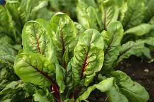 Mangold wachsend im ein städtisch Garten. Garten Zuckerrüben und Salat Blätter schließen hoch. generativ ai foto