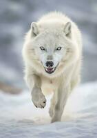 das Wolf Blick, ein Moment von Leben im das Arktis Wildnis. ai generativ foto