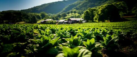 Tabak wachsend Bauernhöfe foto
