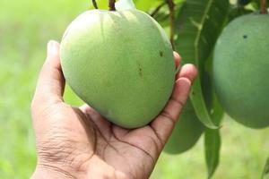 grüne rohe Mango mit Hand in der Firma