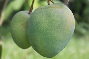 grüne rohe Mango am Baum in der Firma foto