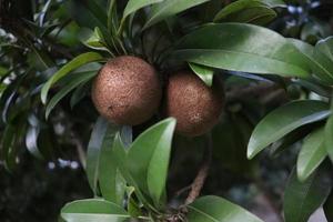 Sapodilla Closeup auf Baum in Farm foto