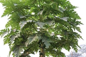 Papayabaum mit grünem Blatt foto