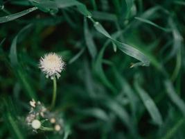 weiße Löwenzahnblüte im grünen Gras foto