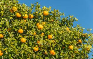 abgeschnitten Schuss Aussicht von Neu Neuseeland Grapefruit auf Grapefruit Baum. foto