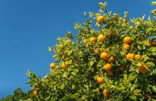 abgeschnitten Schuss Aussicht von Neu Neuseeland Grapefruit auf Grapefruit Baum. foto