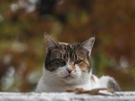 Straßenkatze auf der Herbststraße foto