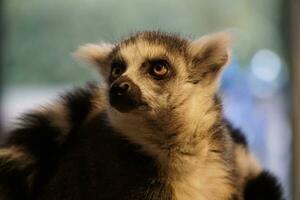 Single Lemur - - Nahansicht auf Kopf foto