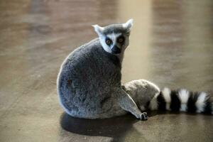 Single Lemur Sitzung auf ein Boden foto
