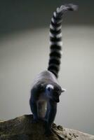 Single grau und Weiß Lemur Gehen foto