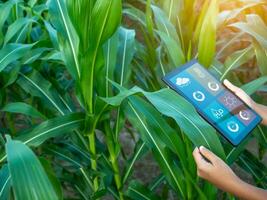 Clever Landwirtschaft mit iot. wachsend Mais Sämlinge mit Infografiken. Clever Landwirtschaft und Präzision Landwirtschaft 4.0, Farmer Hand halten Tablette im Mais Feld. foto