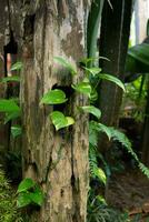 groß alt Baum mit Monstera Blätter Pflanzen foto