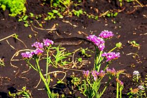 Limonium Sinuatum, syn. Wellenblatt Meer Lavendel, Statik, Meer Lavendel, Einkerbung Blatt Sumpf Rosmarin, Meer Rosa, ist ein Mittelmeer Pflanze Spezies im das Familie Pflaumengewächse bekannt zum es ist papierartig Blumen. foto