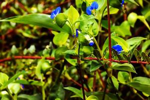 commelina Kommunismus, asiatisch Tagesblume, Commelinaceae. wild Pflanze Schuss im Sommer. foto