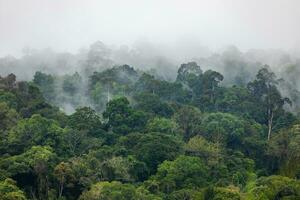 Nebel Abdeckungen Grün Bereich Innerhalb tropisch Regenwald im regnerisch Jahreszeit. foto