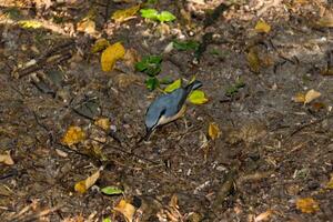 klein grau Vogel auf das Boden im das Park oder im das Wald foto