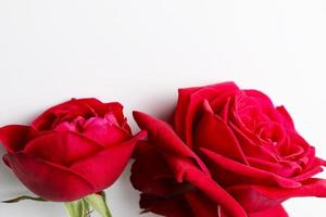 schöne rote Rose Nahaufnahme rose foto