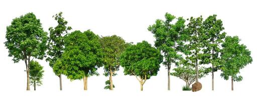 grüne Bäume isoliert auf weißem Hintergrund. Wald und Blätter im Sommer Reihen von Bäumen und Sträuchern foto