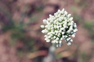 weiße Zwiebelblüte auf festem foto