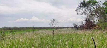 Foto von Gras und wolkig Himmel