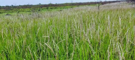 Foto von Gras und wolkig Himmel