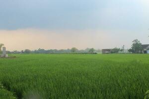 ein Aussicht von das Weite von Reis Felder mit ein hell Blau Himmel foto
