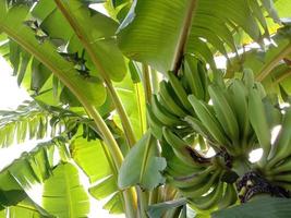 leckeres und gesundes rohes Bananenbündel foto