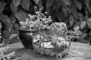 Sommerzeit im Garten foto