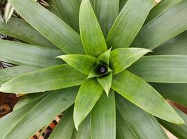 oben Aussicht von Bromelie Alcantarea imperialis Nahansicht mit Wasser innen. foto