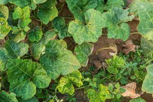 Blätter benincasa hispida, grünes Blatt und Weinrebe der Pflanze mit Gemüse und Obst im Garten. foto