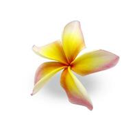 Blühen Gelb Plumeria auf Weiß Hintergrund - - mit Ausschnitt Pfad foto