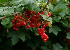 Cluster von reif rot Johannisbeeren hängen auf ein Busch. gesund Essen Konzept. wachsend Pflanzen und Beeren im das Garten. das Beeren von rot Johannisbeere wie ein Ernährung mit Vitamine zum vegan. foto